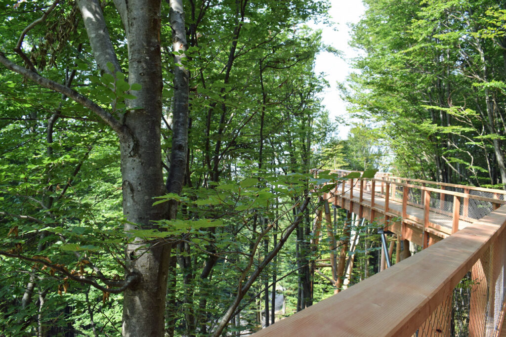 Baumwipfelpfad - Salzkammergut (Österreich) - Laufsteg